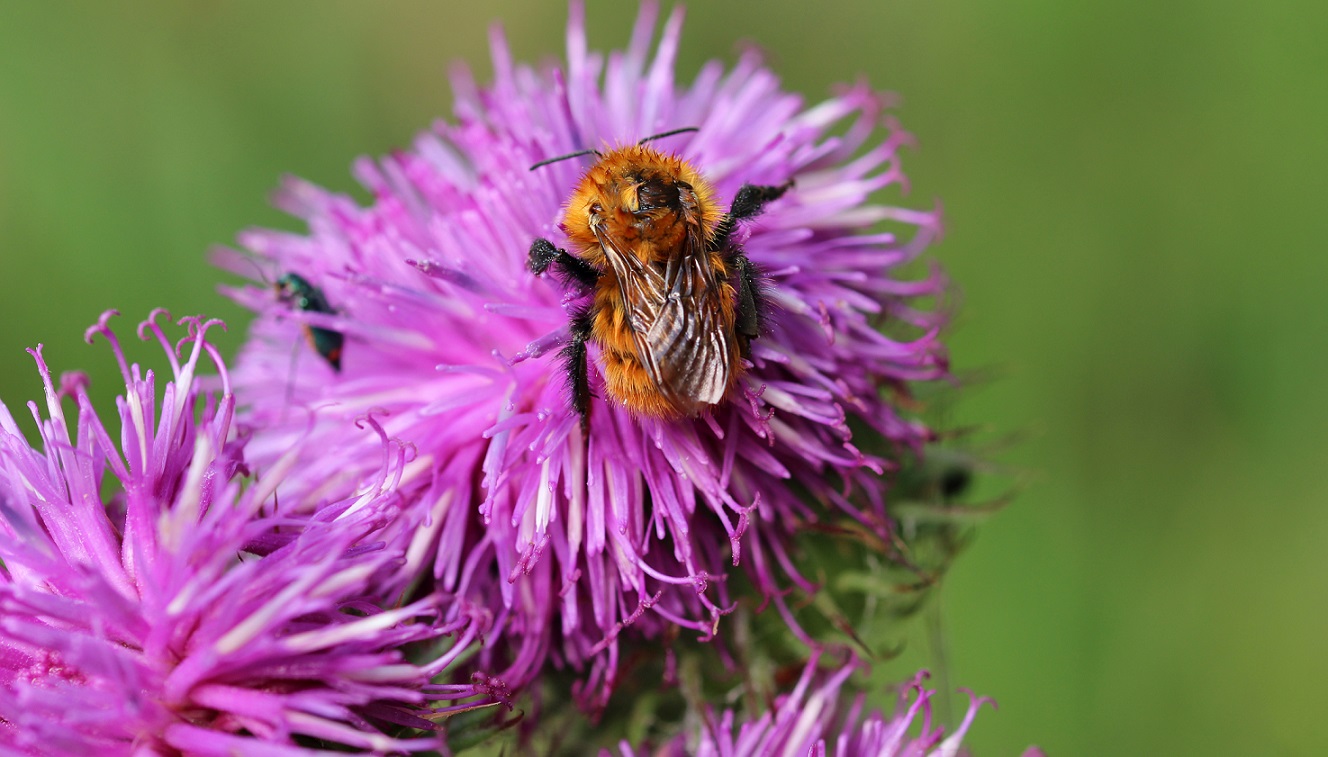 Apidae: Bombus cfr. pascuorum